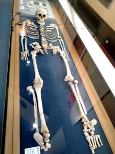 飛鳥山博物館の縄文人骨